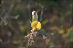 Crotalaria micans